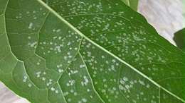 柑橘蚧壳虫防治方法