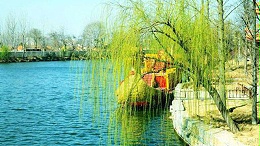 植保工作者对柳树病虫害防护的五项建议，句句在理！