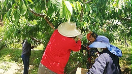 松墨天牛诱剂及诱捕器使用说明分享！