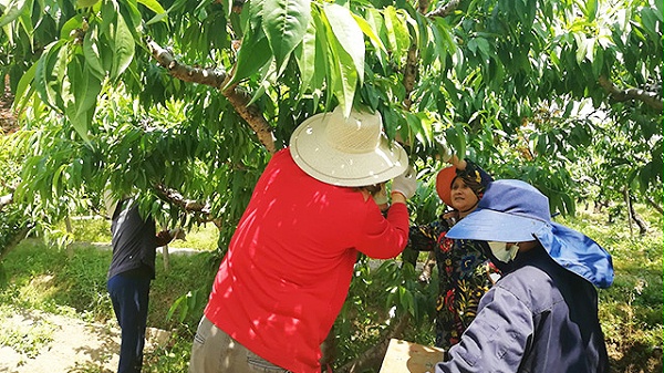 松墨天牛诱剂及诱捕器使用说明分享！