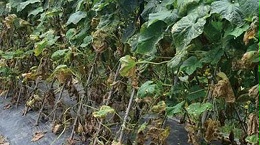 黄瓜炭疽病的识别和防治方法