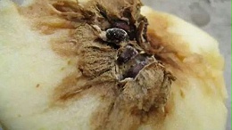 农村里苹果树霉心病怎么防治好？答案在这
