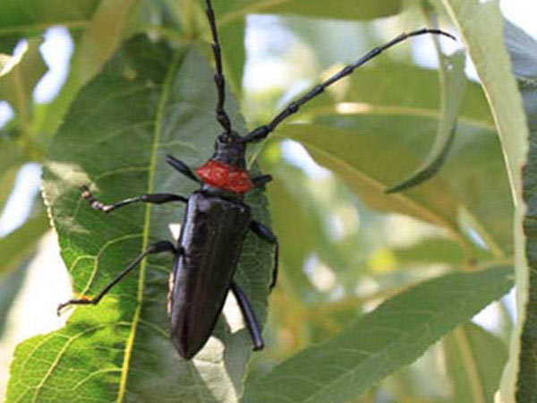 桃红颈天牛诱捕剂