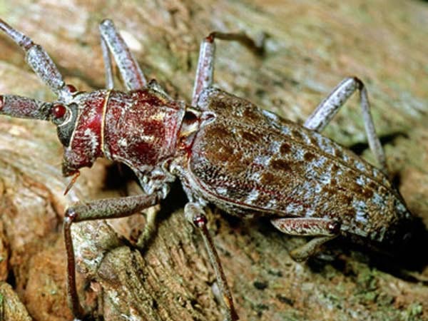 松墨天牛诱捕剂