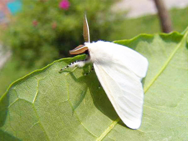 美国白蛾诱捕剂