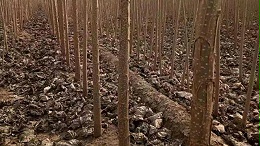 杨树怎么育苗高效健康？杨树种苗管理技术传授！