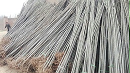 杨树林扦插育苗的步骤性技术介绍与教学！