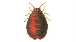 日本松干蚧发生特点与治理对策，加大重视