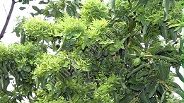 枣树枣疯病的治疗方法