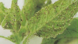 桃树蚜虫的防治方法