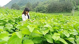 桑红蜘蛛精炼专业防治措施，综合技术！