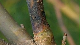 桑芽枯病与桑拟干枯病相伴发生，发生特征、原因与规律