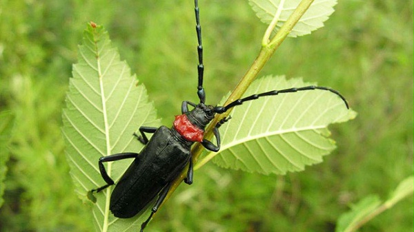 有关桃红颈天牛的防治方法介绍！