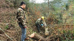 松材线虫治理：疫木与伐桩的药剂处理