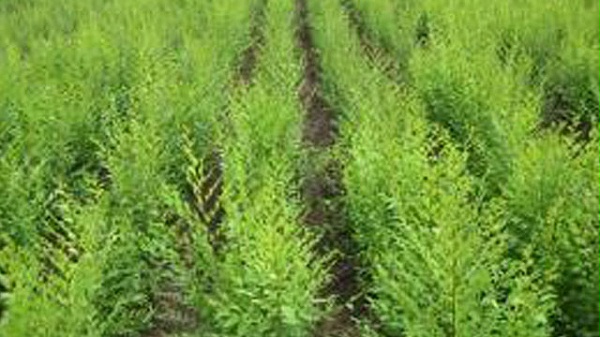 未wenzhang2标题-1