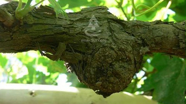 未wenhznag22标题-1