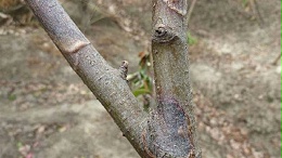 苹果轮纹病如何防治？