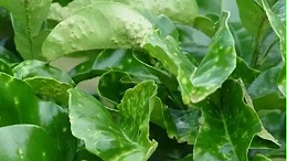 柑橘疮痂病防治有重点，用药科学是关键！