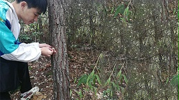 松墨天牛综合防治手段，超详细