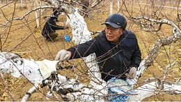 桃树物理防治可靠，这些方法都得掌握