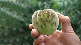桃树病虫防治之桃疮痂病