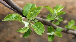树木越冬害虫防治方法