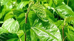 桑红蜘蛛发病与气候温度、品种、间作物、天敌的关联！