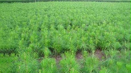 提高松树林对松材线虫病抵抗力，预防为先