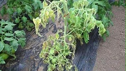 番茄根腐病发生原因及防治方法
