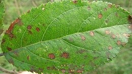 苹果早期落叶病的症状、规律及防治，讲解细致！