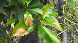 柑橘炭疽病症状有哪些？