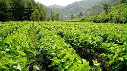 桑树种植地管理要规范，有条不紊好收益！