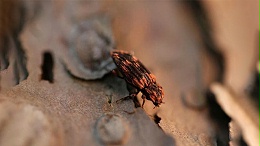 松墨天牛生物防治之花绒寄甲