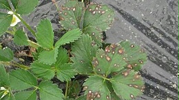 草莓病虫害防治技术