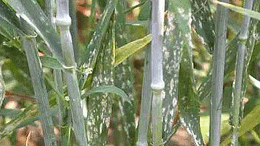 小麦白粉病综合防治技术，详细全面无遗漏!