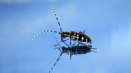 光肩星天牛详细防治措施——天敌生物防治（三）