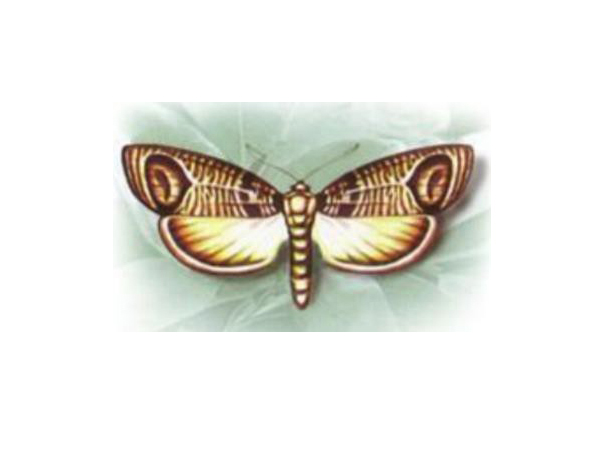 苹果蠹蛾迷向散发器