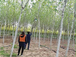 美国白蛾诱捕器使用案例介绍
