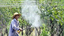 梨园梨小食心虫经典生物防治与化学防治手段汇总！