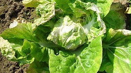 蔬菜育苗期病虫害防治方法