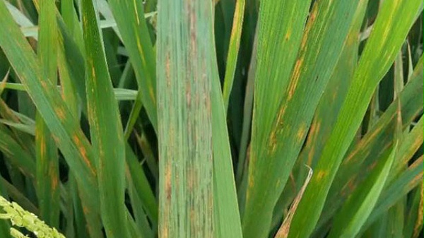 未标wenzhnag-题-1