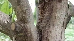 梨树腐烂病危害不能视而不见，这几招得了解