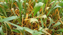 小麦条锈病发生特点规律与特征大总结，一览无余！