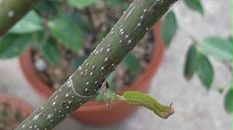 介壳虫种类及防治方法