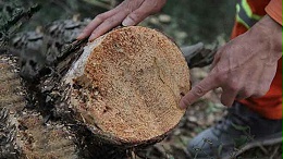 松材线虫易发病的四种因素与发现途径
