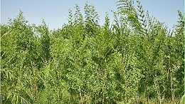 榆树知识普及，播种育苗技术分析，快学！