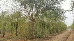 种树之道，柳树植树造林高新技术！
