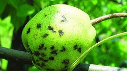 梨黑星病什么时候治怎么治？一篇文章帮你解决