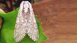 杨二尾舟蛾防治技术三大主力，物理生物化学防治！
