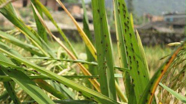 未wenhznagh标题-1